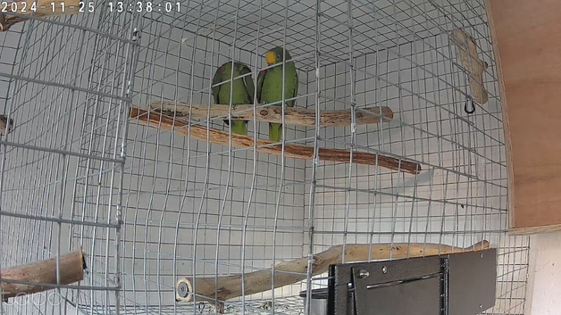 Pair Yellow crowned amazon's