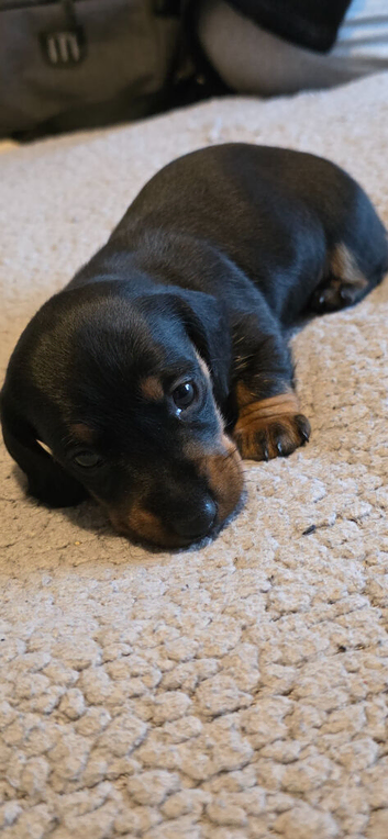 1 female left beautiful Dachshund