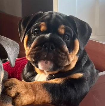 1st class kc registered English bulldog puppies