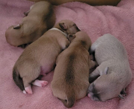 teacup chihuahua pups, ready to leave 24th November 2026.