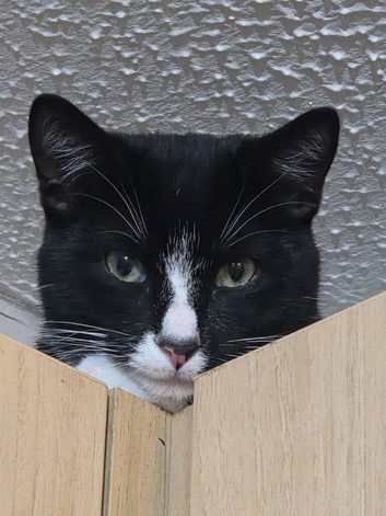 Cats