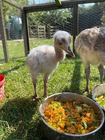 Believed fertile rhea eggs and chicks available to collect