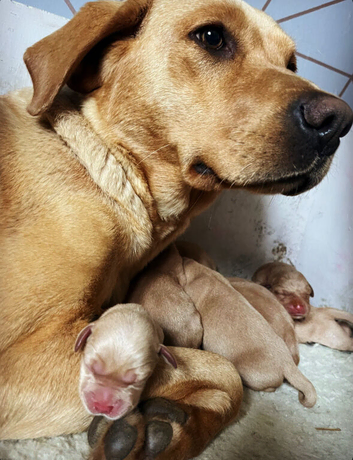Beautiful Deep Red Labs