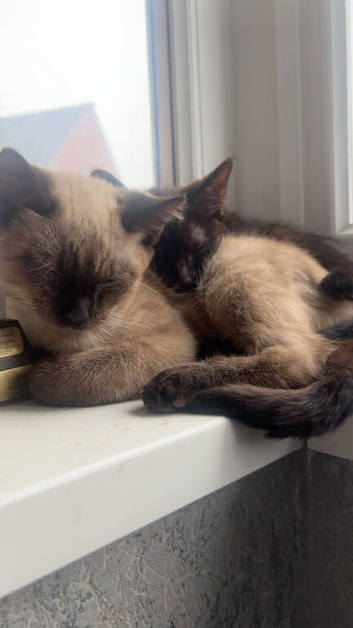 Half Siamese kittens