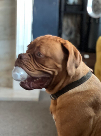 dog de bordeaux KC registered 1 year old
