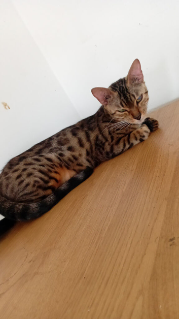 Beautiful brown female bengal