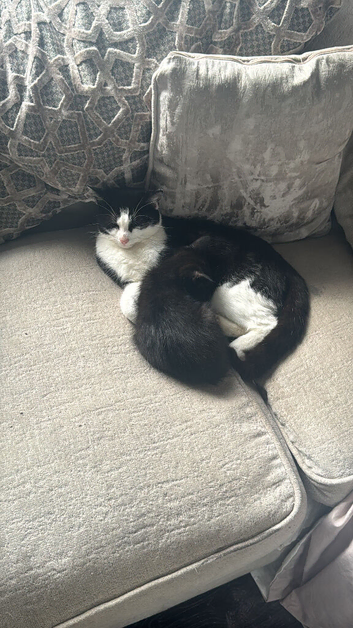 Kittens