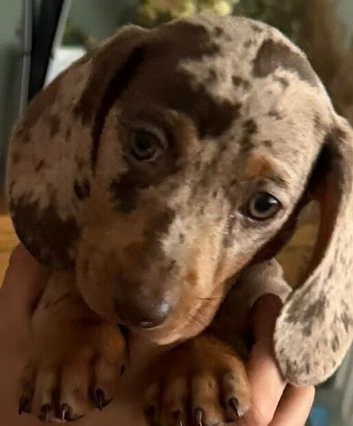 Beautiful Smooth-Haired Dachshund Puppies | females and males; Chocolate, Chocolate Dapple & Isabella Dapple | Ready Now