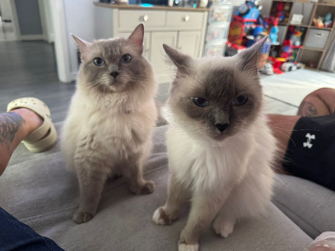 Male and female Ragdolls