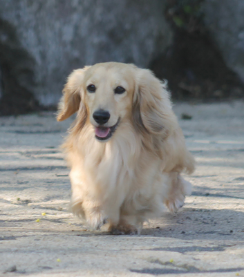 Cream Miniature long haired Dachshund