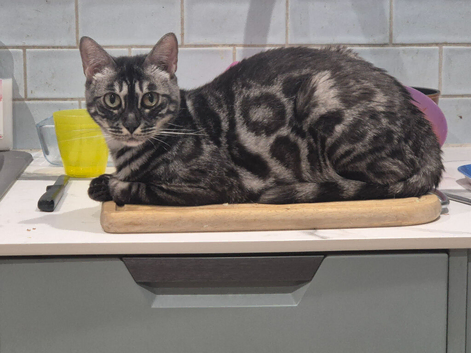 TICA registered Female Bengal