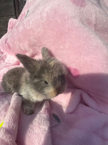 3 babies mini lops
