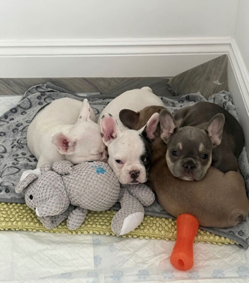 Beautiful French bulldog litter