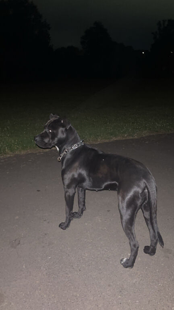 Gorgeous cane corso brat