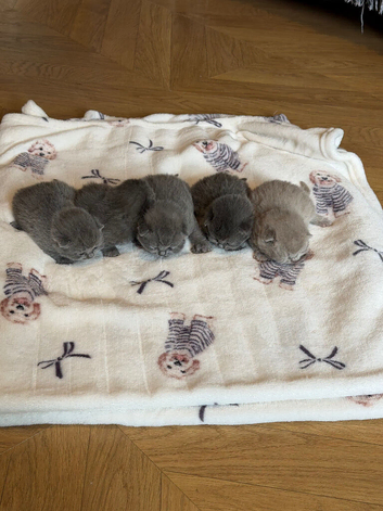 British Short Haired Kittens