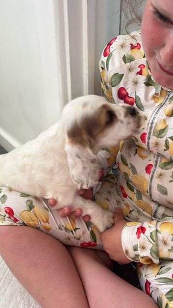 Cocker spaniel