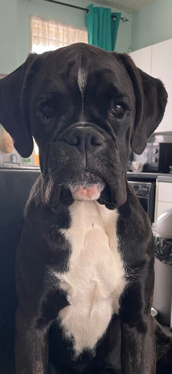 9 month old Black Brindle Boxer girl