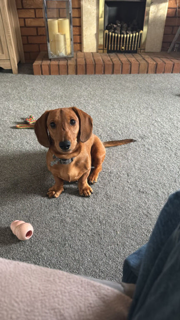Male dachshund