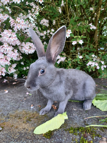 Purebred baby blue self English rabbit - ready now!