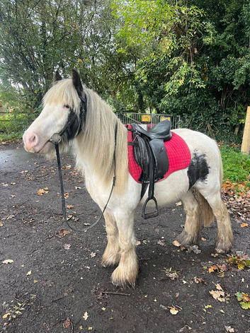 BATMAN - 13HH PIEBALD COB GELDING