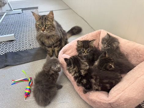 Maine coon x Persian kittens