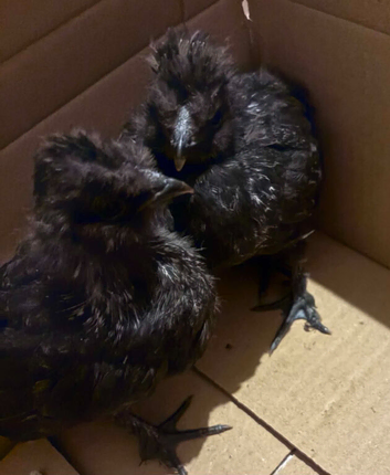 Silkie cross chicks