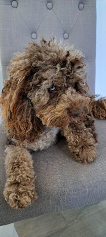 Cockapoo for stud chocolate merle