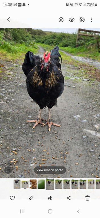 16 week old cockerel