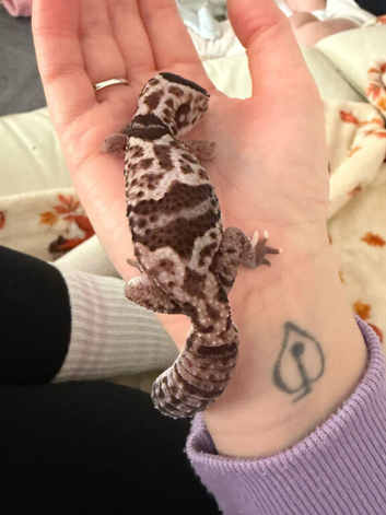 Beautiful fat tail gecko