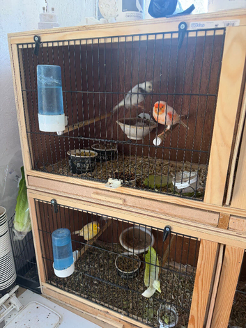 Canaries for sale due to health issues