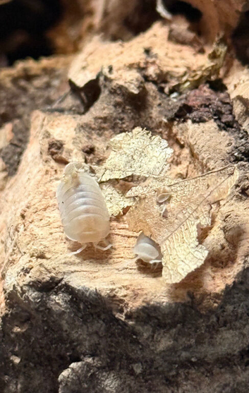 Cubaris white panda king isopods