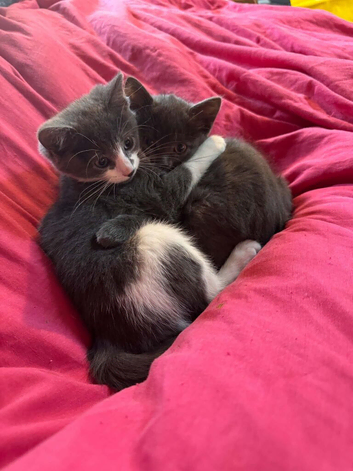Kittens for sale