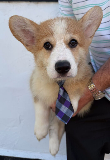 1 Beautiful Boy Remaining. Finest Example of Breed.  Fully Vac.