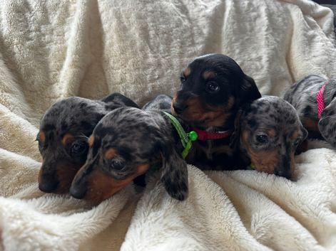 Miniature silver dapple dachshunds