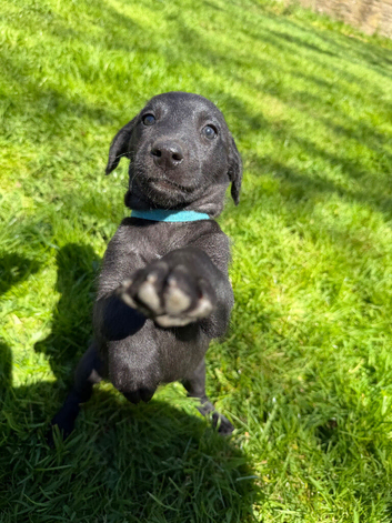 F1 Bedlington Whippet Puppies