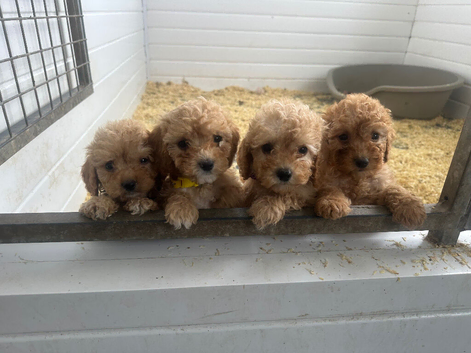 Playful lovely cockapoos ready now