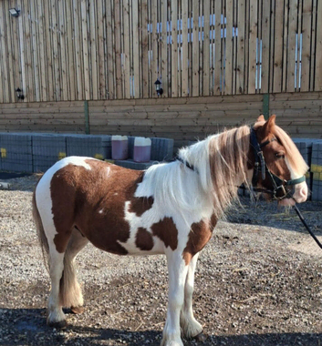 SKEWBALD COB FOR SALE