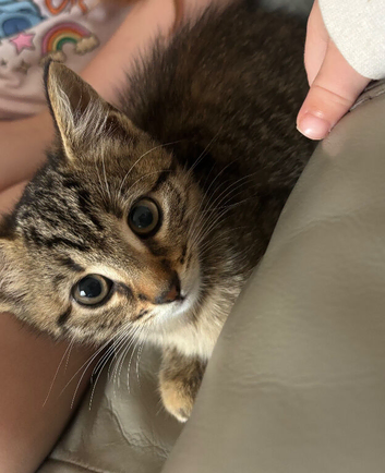 Bengal cross female