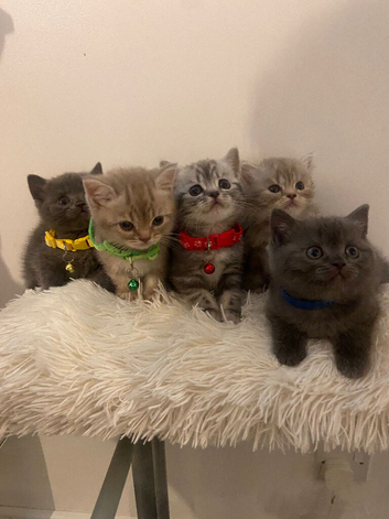 Kittens