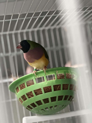 Hen gouldian finch