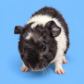Bonded guinea pigs boys purebred