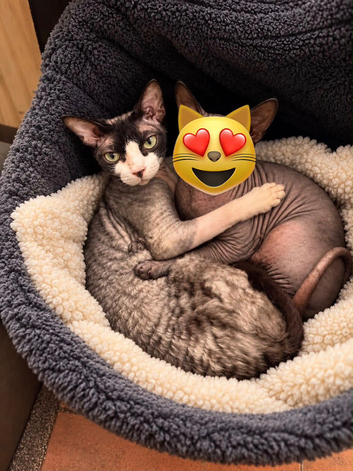 Cornish Rex female cat