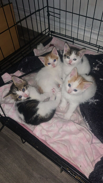 4 girl kittens