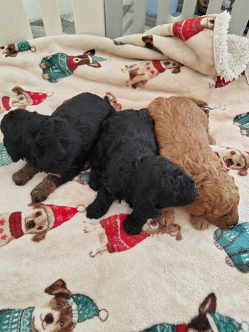 F1B TOY CAVAPOO DNA HEALTH TESTED PARENTS AND GRANDPARENTS