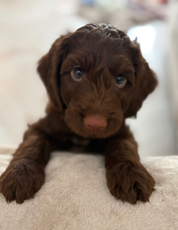 1 beautiful puppy for sale