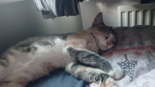 6 month old boy tabby cross turkish van