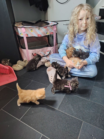 Kittens for sale