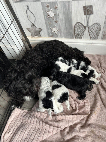 Shihpoo puppies