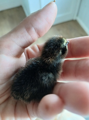 Coturnix quail