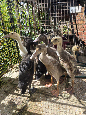 Indian Runner Ducklings